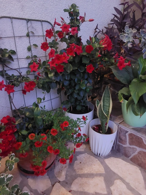 Apartmani Jadranka Mandre - otok Pag, Mandre