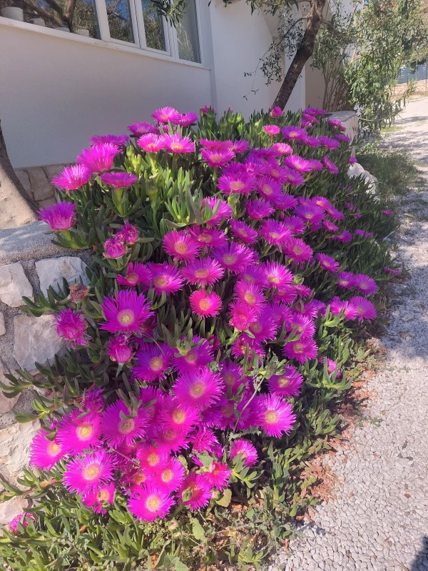 Apartmani Jadranka Mandre - otok Pag, Mandre