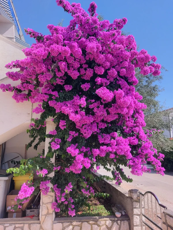 Apartmani Jadranka Mandre - otok Pag, Mandre