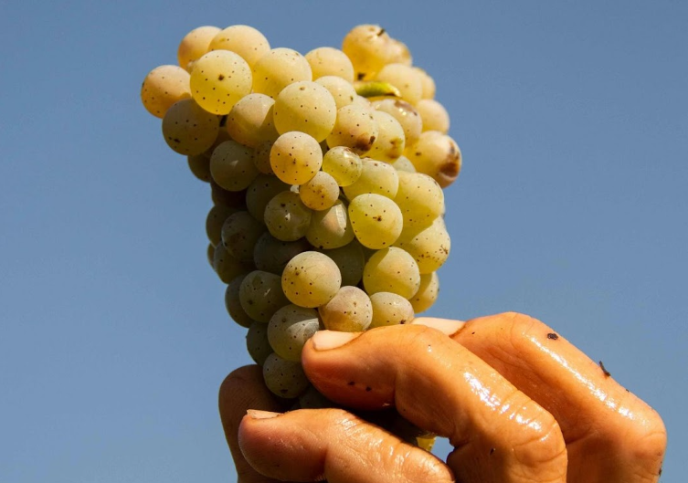 Famous Wineries